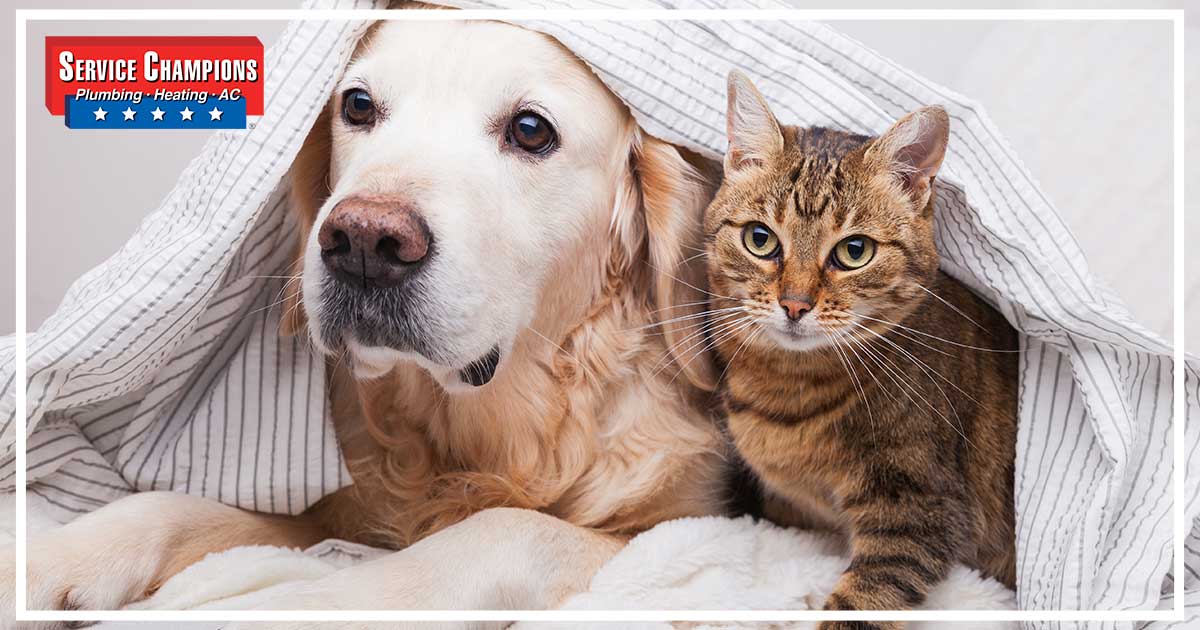 SC PetDander Head - Experiencing Allergies from Pet Dander? Here are Some Tips.