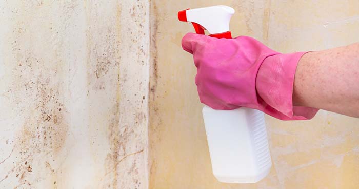 Even A Simple Diy Mold Cleaner Is Safe And Effective.