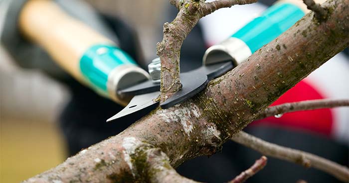 Image; Pruning Shears Cutting A Tree Branch. Prune And Trim Your Trees And Bushes So That They'Re Not A Danger.