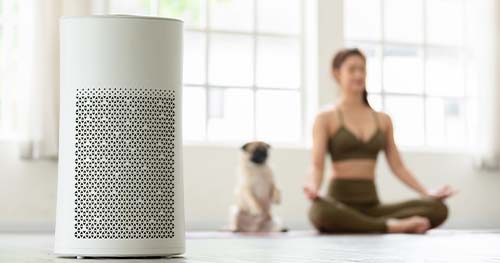 Image: A Woman And Her Pug Practice Yoga With The Help Of An Air Purifier.