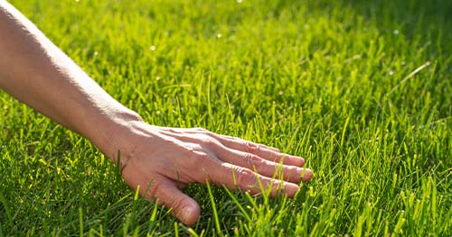 Image: A Person Lovingly Caressing Their Lush Lawn.