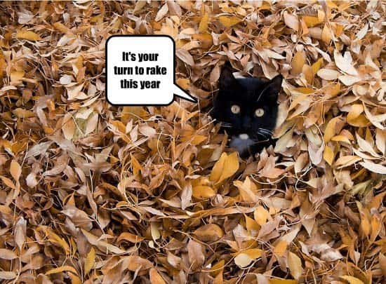 Image: Cat Meme About Raking Leaves.