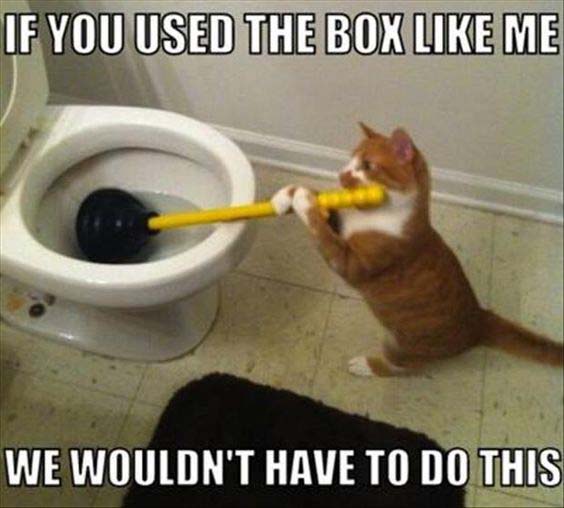 Image: Cat Meme About Clogged Toilet.