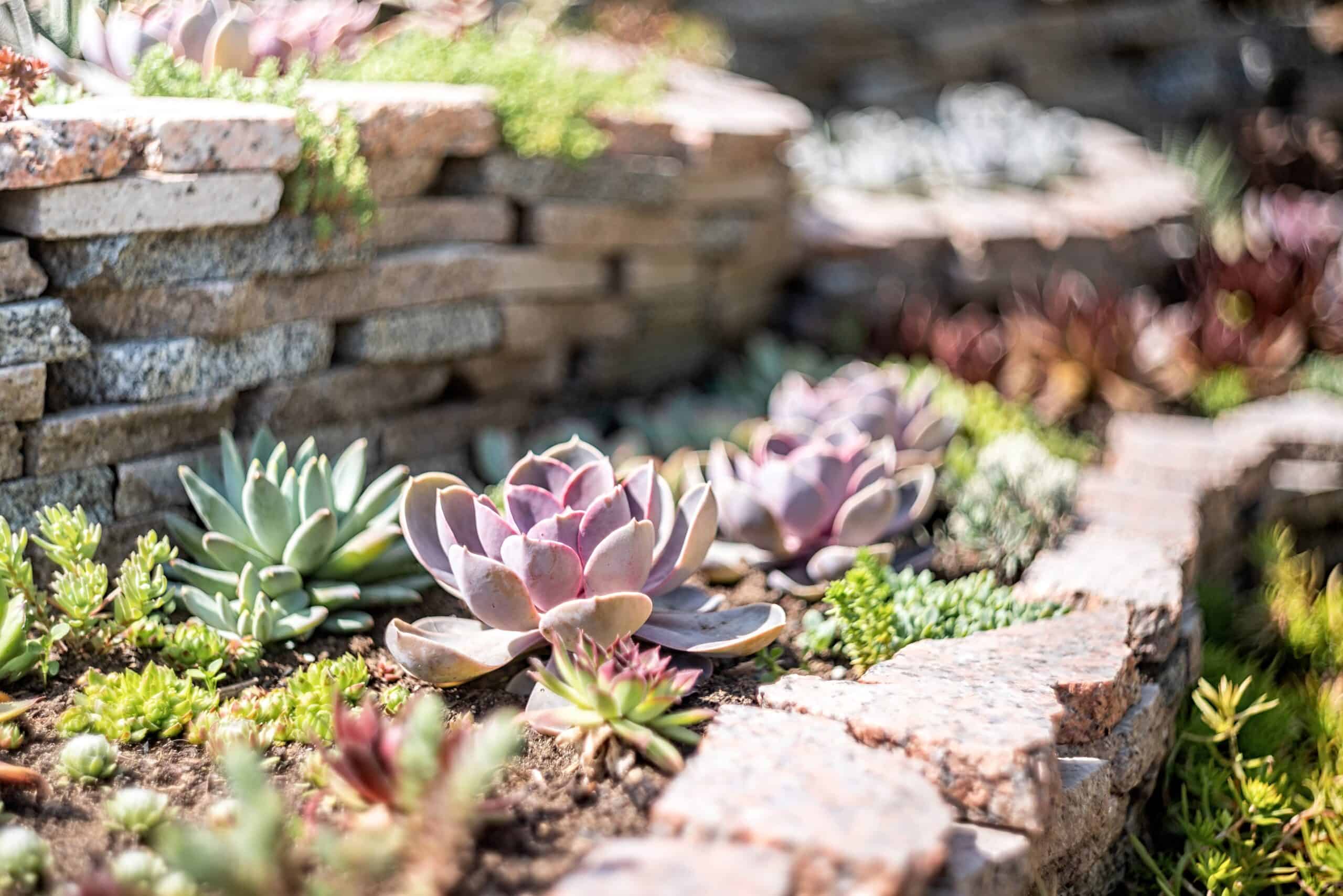 Echeveria Scaled