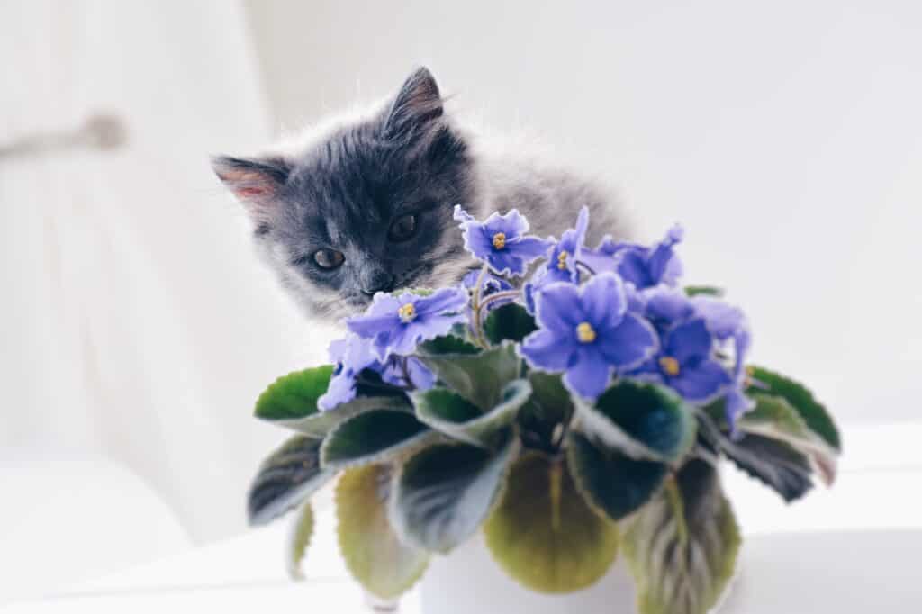 Cat With African Violet 